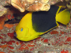 A rare beauty.<><><> Rock Beauty (Holacanthus tricolor)<>... by Brian Mayes 